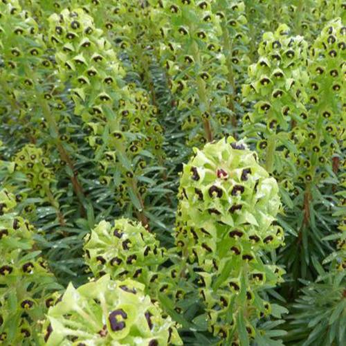 Euphorbia characias Black Pearl