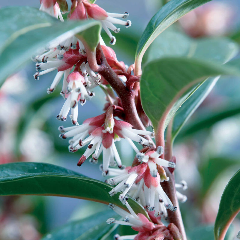 Fleischbeere Winter Gem