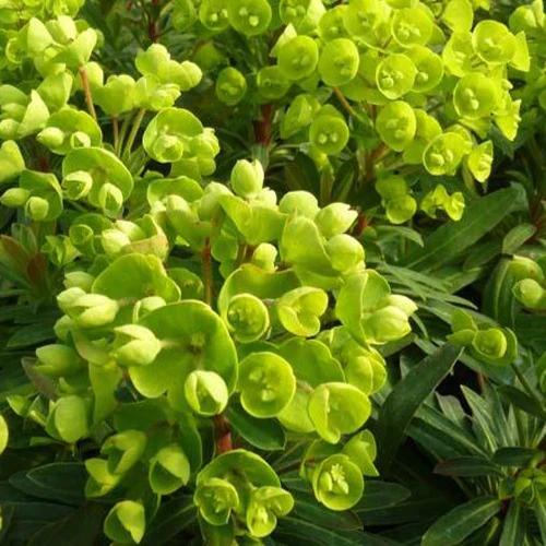 Redwing Euphorbia