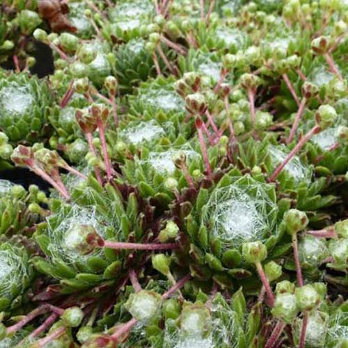 Spinnennetz-Jubarb Sempervivum arachnoideum (x3)
