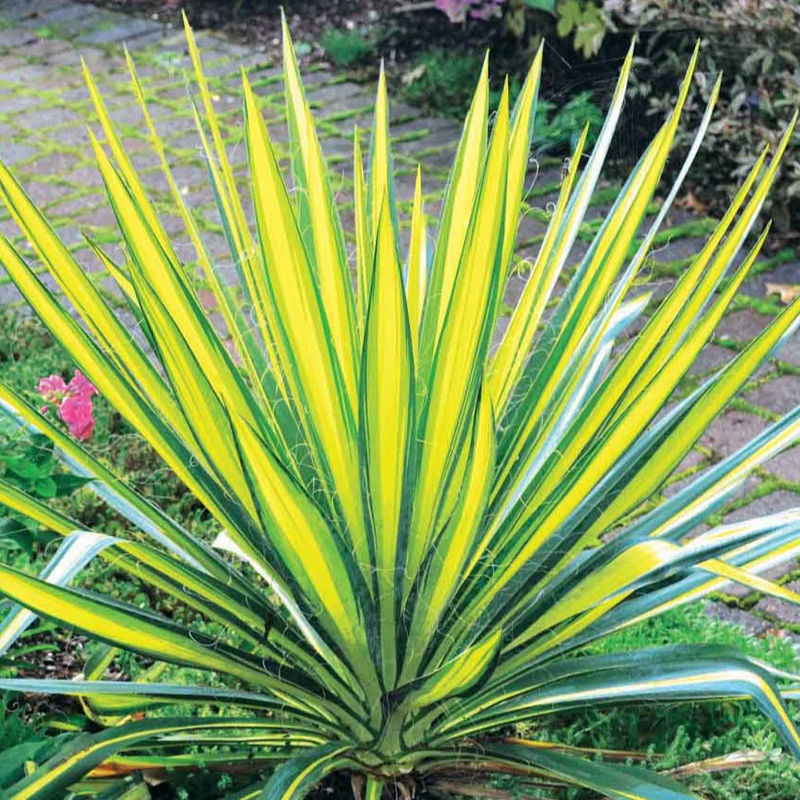 Panaschierte Palmlilie