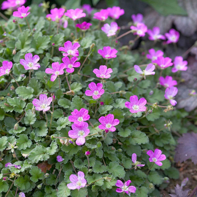 Reiherschnabel 'Bishopsform'