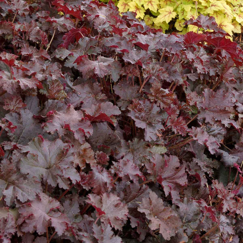 Purpurglöckchen 'Chocolate Ruffles'