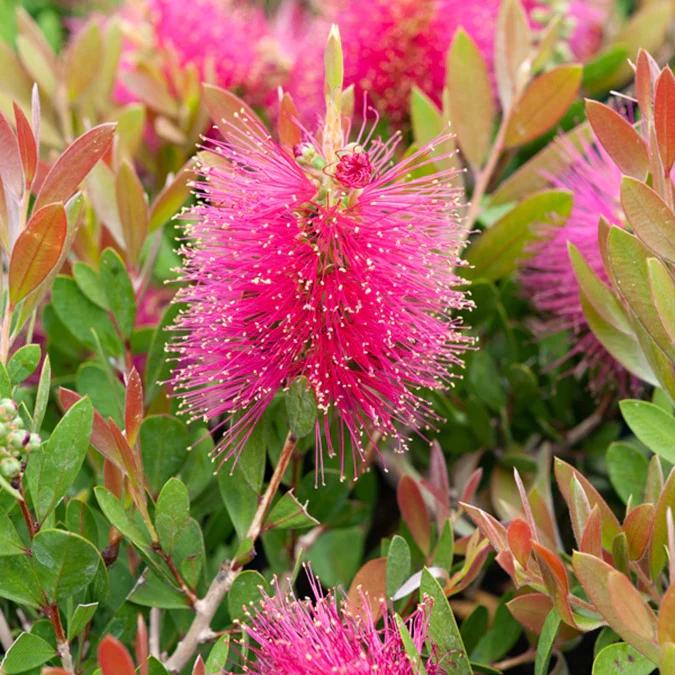 Zylinderputzer Hot Pink - Title:Der topf / 8cm
