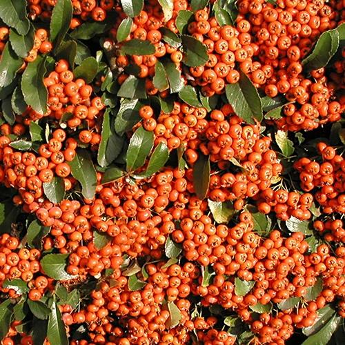 Feuerdorn Saphyr ® Orange'Cadange