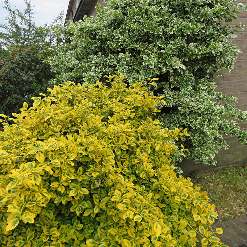 Spindelstrauch 'Emerald Gold' (x3)