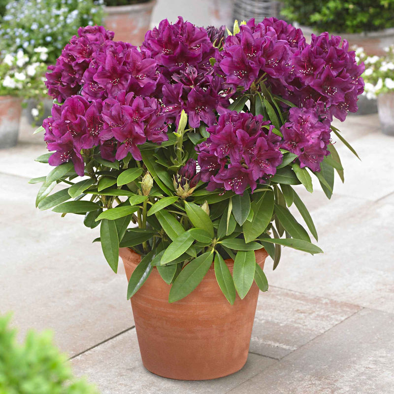 Rhododendron 'Polarnacht'
