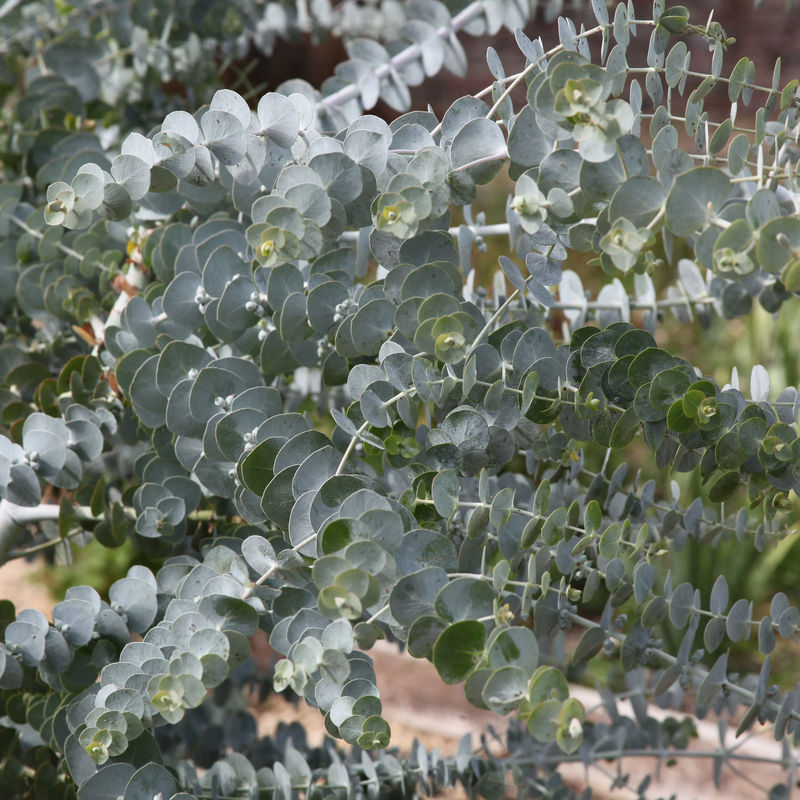 Eukalyptus Baby Blue - Title:Der topf / 1.5L / Lieferhöhe 60-80cm