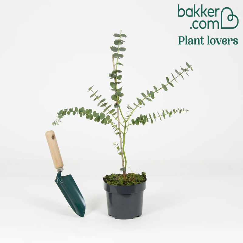 Eukalyptus Baby Blue - Title:Der topf / 1.5L / Lieferhöhe 30-40cm