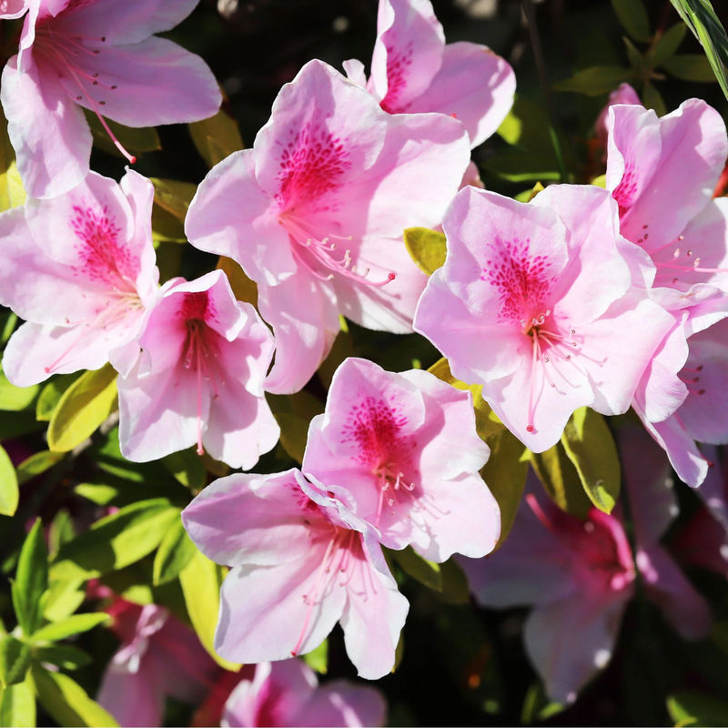 Alpenrose 'Nova Zembla'