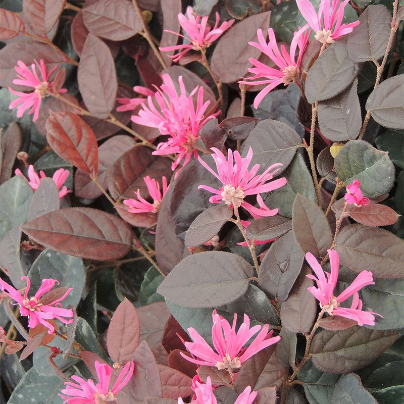 Riemenblüte Fire Dance
