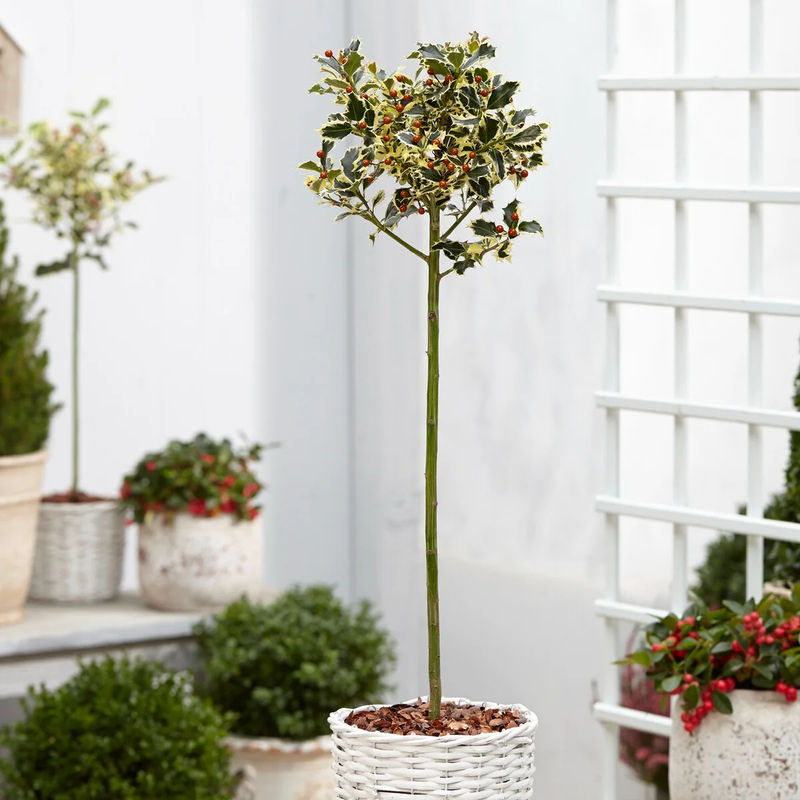 Weißbunte Stechpalme 'Argentea Marginata' stamm