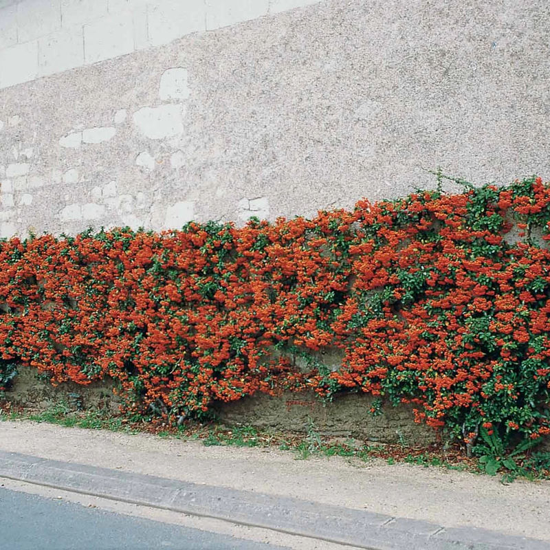 Feuerdorn Pyracantha rot (x3)