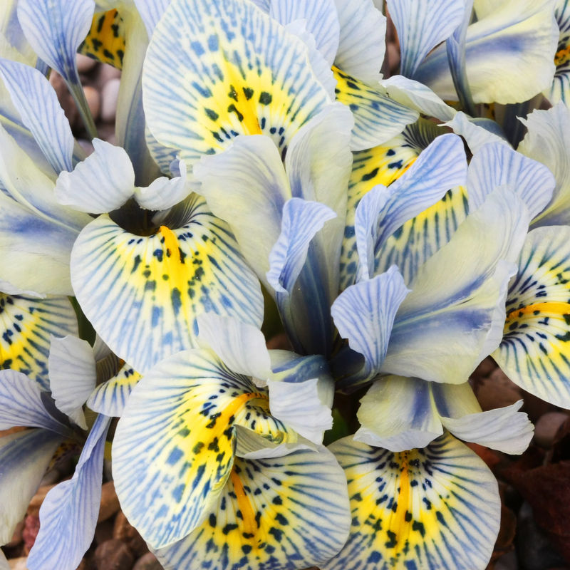 Netziris 'Katherine Hodgkin' (x10)