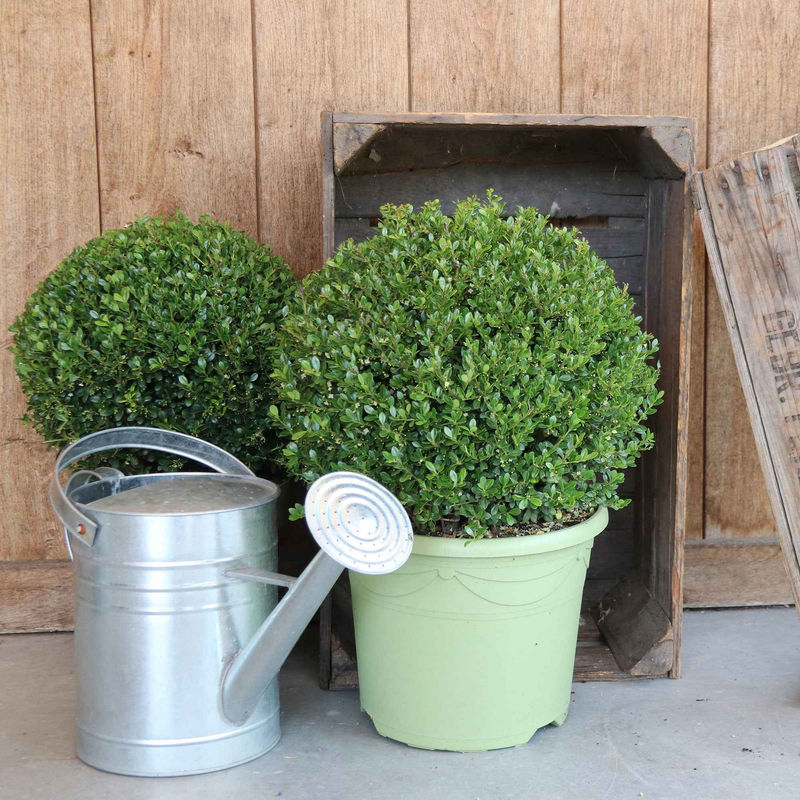 Japanische Stechpalme 'Dark Green'®