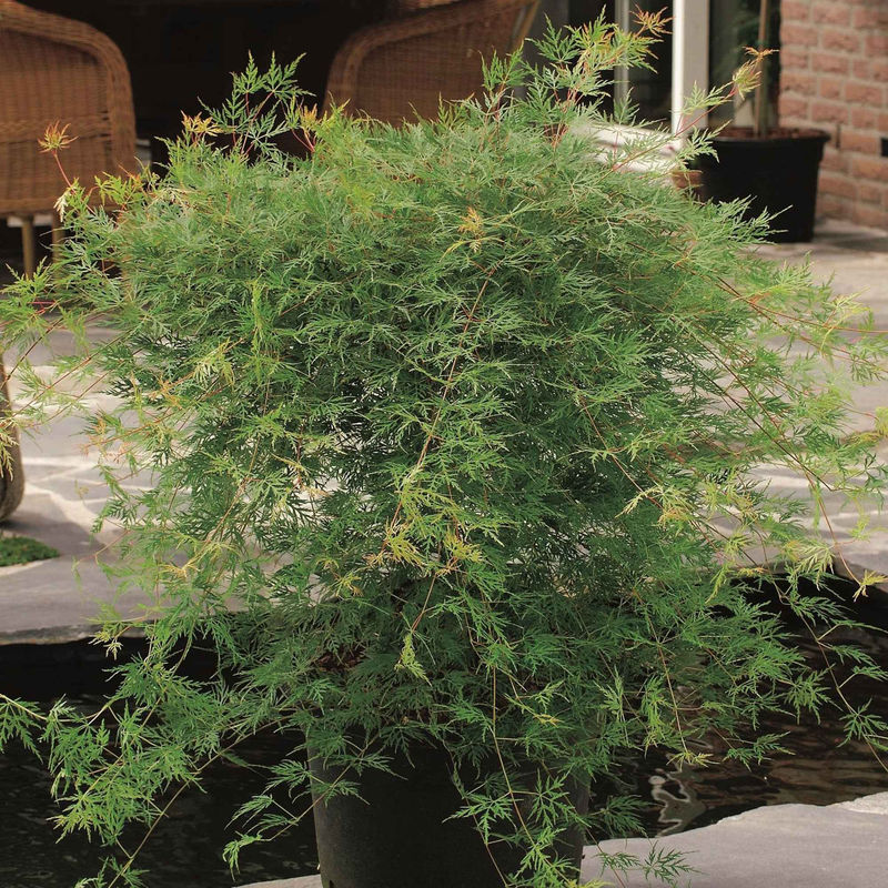 Fächerahorn 'Emerald Lace'