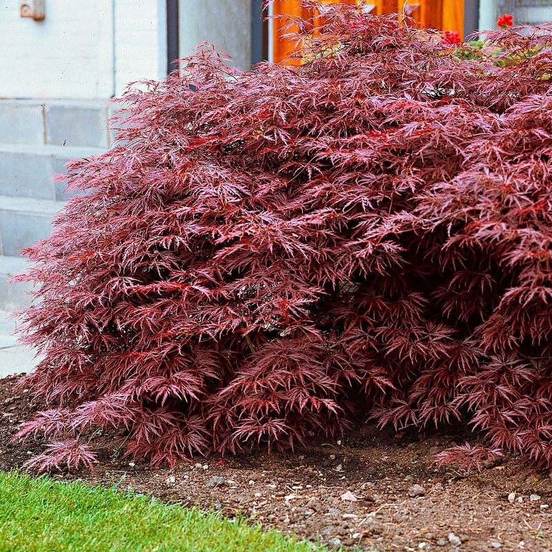 Japanischer Ahorn 'Garnet'