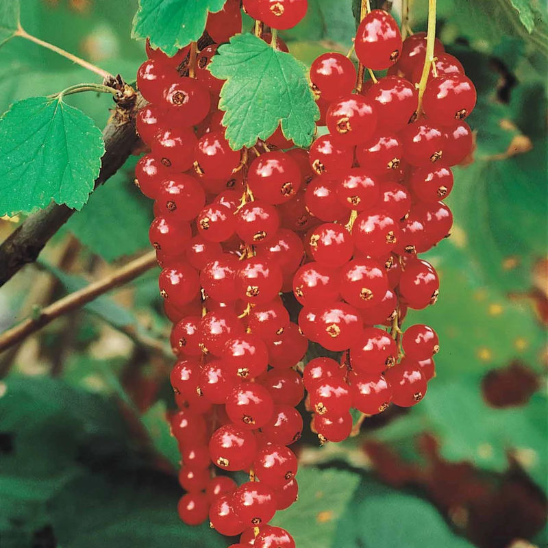 Rote Johannisbeere Rovada - Title:Das paket von 2 nackte wurzeln / 3-5 äste / Lieferhöhe 30-40cm