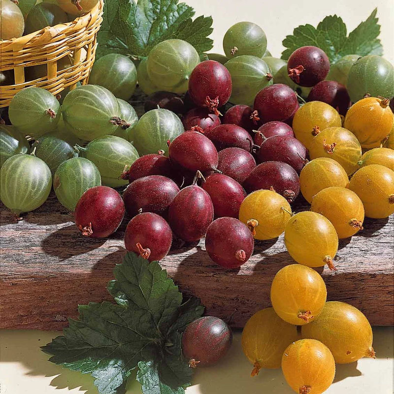 Rote Stachelbeere auf Stamm