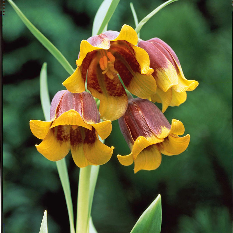 Fritillarien Uva Vulpis (x10)