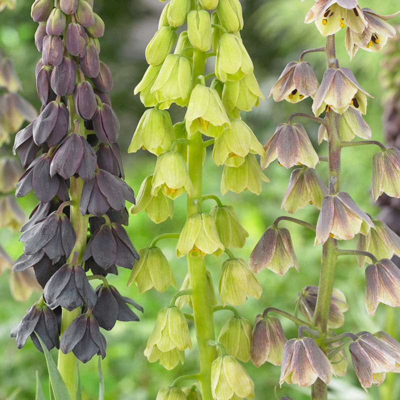 Persische Schachblume - Title:Das beutel von 1 blumenzwiebel / umfang 18-20cm