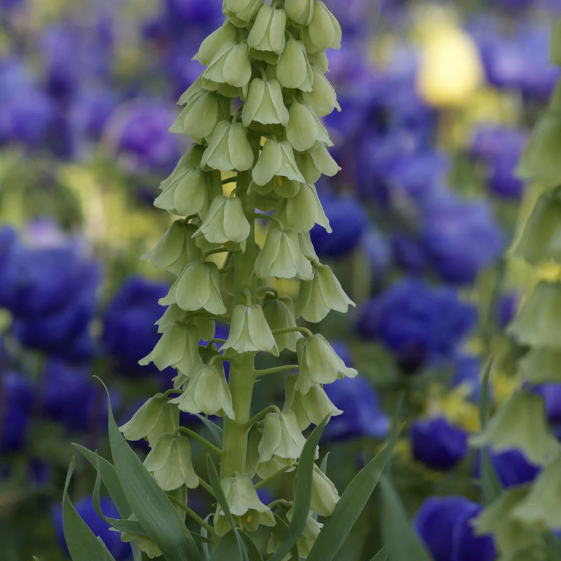 Persisches Kugelblümchen 'Ivory Bells'