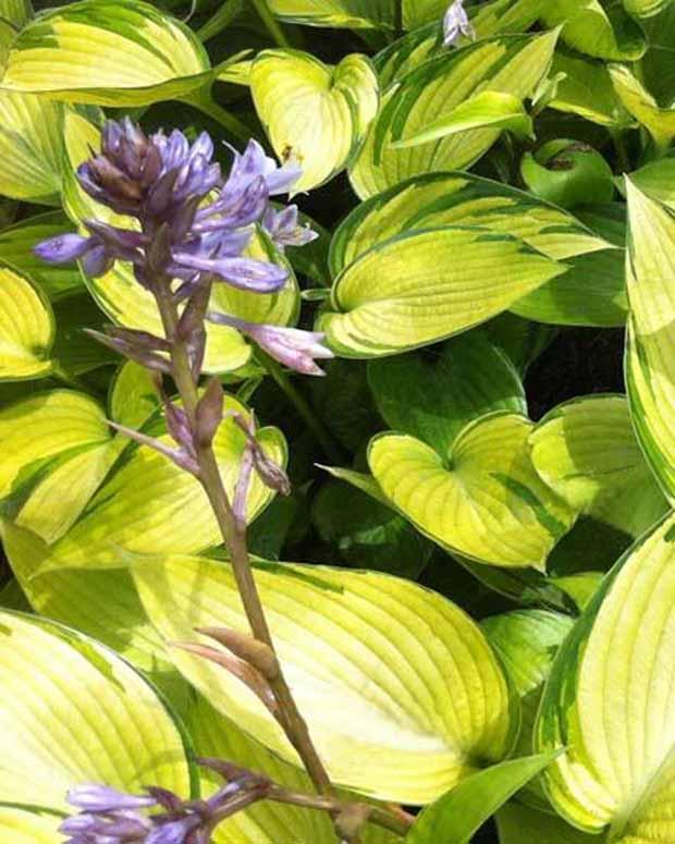 Hosta June Fever