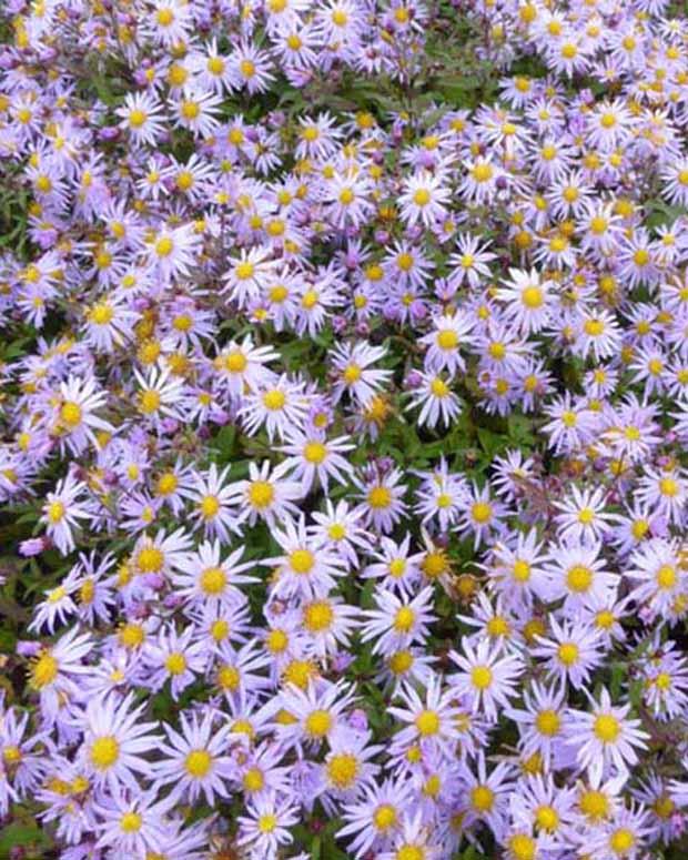Herbstmargerite Eleven Purple