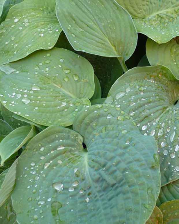 Blaue Hosta Siebolds Hosta
