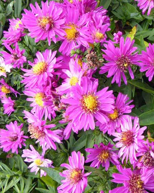 Zwerg-Aster Starlight (x3)