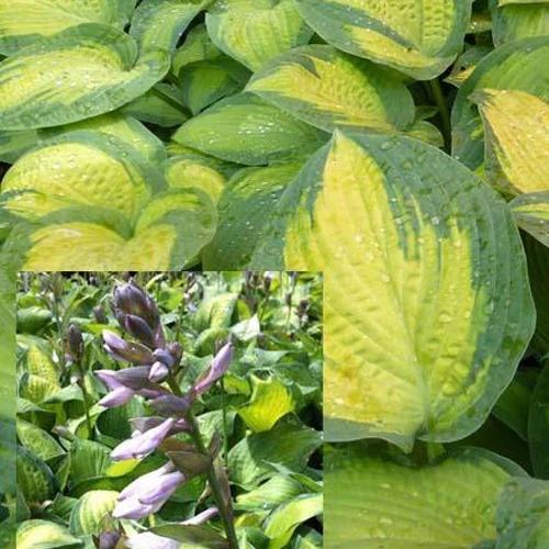 Hosta Paul's Glory Funkia