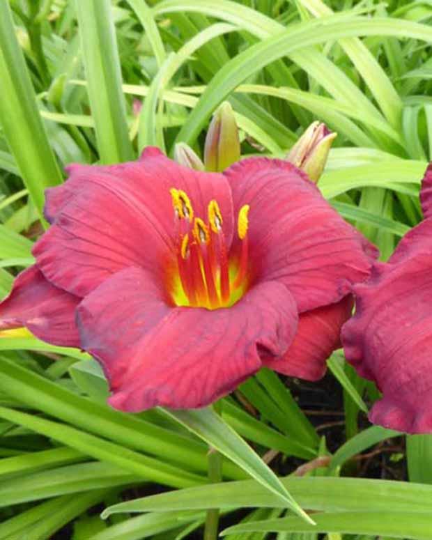 Hemerocallis Regency Dandy Lilie eines Tages