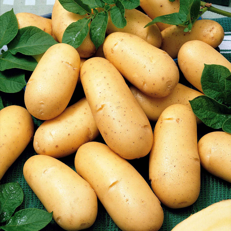 Kartoffeln: Sorten für 6 Erntemonate (x80)