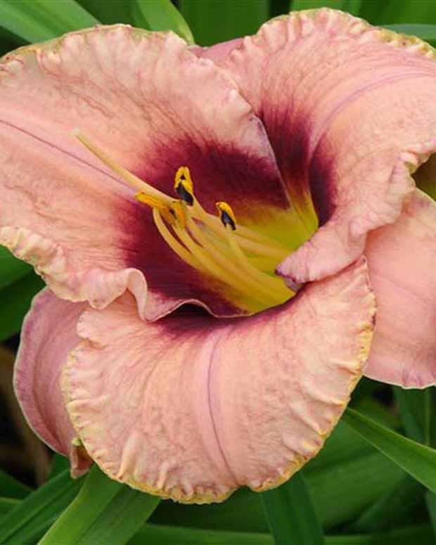 Hemerocallis Daring Dilemma Lilie eines Tages