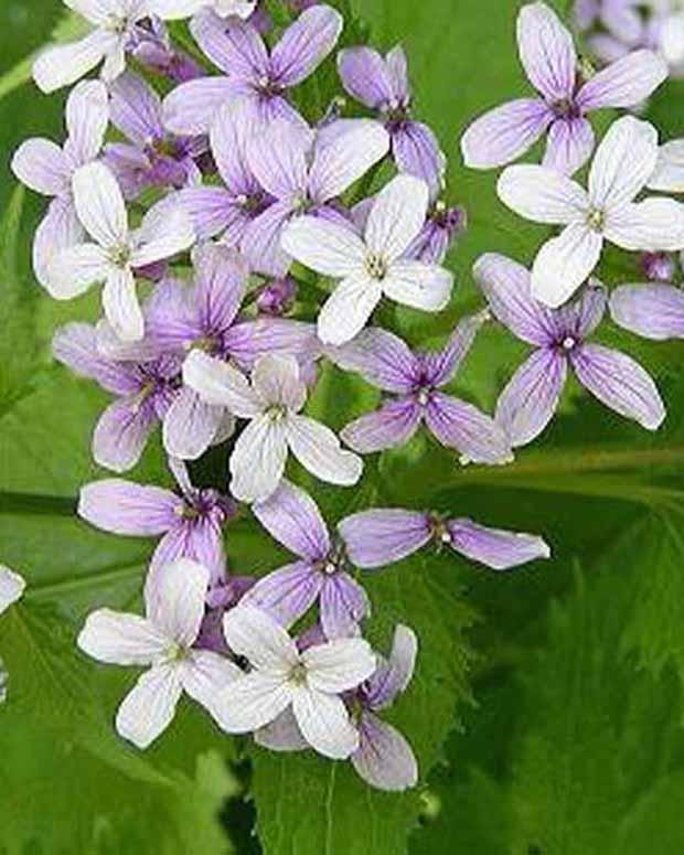 Papstmünze mehrjährig Mehrjährig Wohlriechende Lunaria