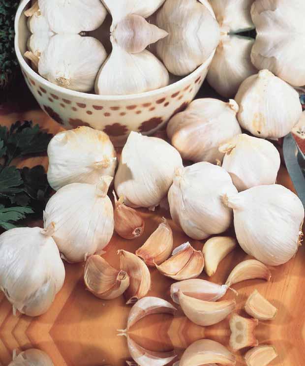 Rosafarbener Knoblauch Arno