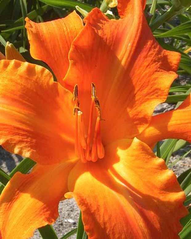 Hemerocallis Primal Scream Lilie eines Tages