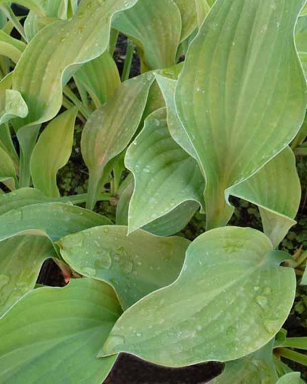 Hosta Krossa Regal Funkia