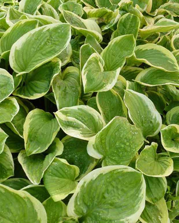 Hosta Diana Remembered Funkia