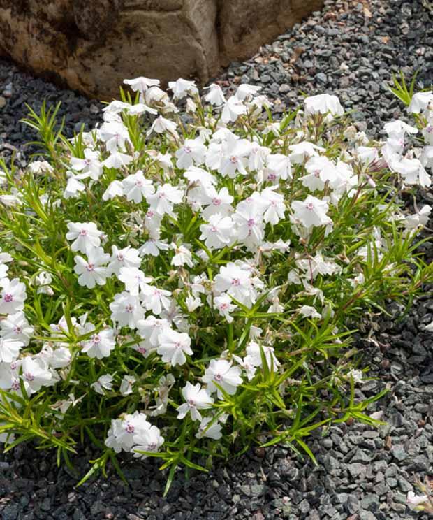 Phlox Moos Maischnee (x3)