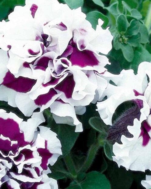 Petunie Purple Pirouette F1