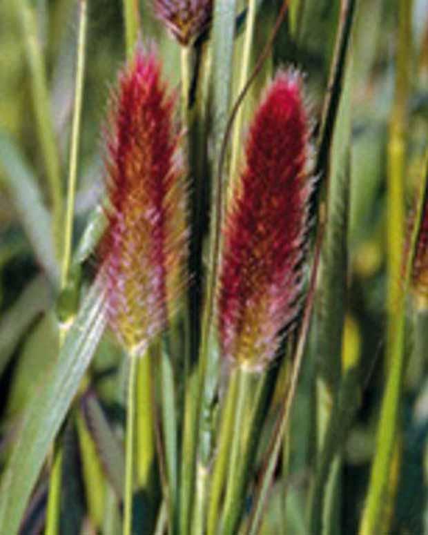 Thunberg Red Buttons Gras