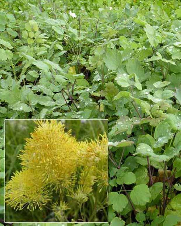 Gelbe Pigamons mit bläulichen Blättern (x3)