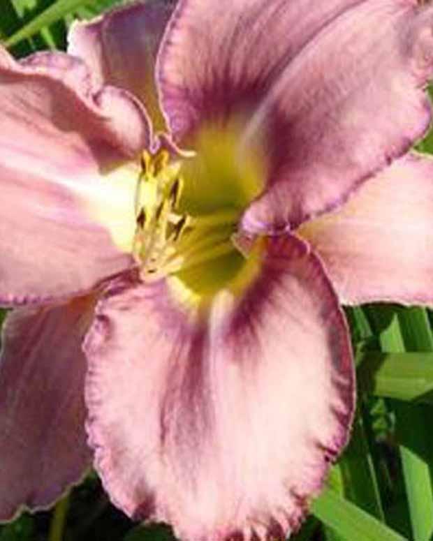Hemerocallis Mildred Mitchell Lilie für einen Tag