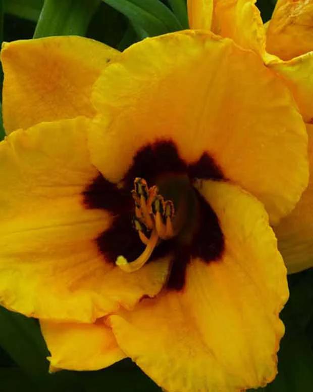 Hemerocallis Blackberry Candy Eintagslilie