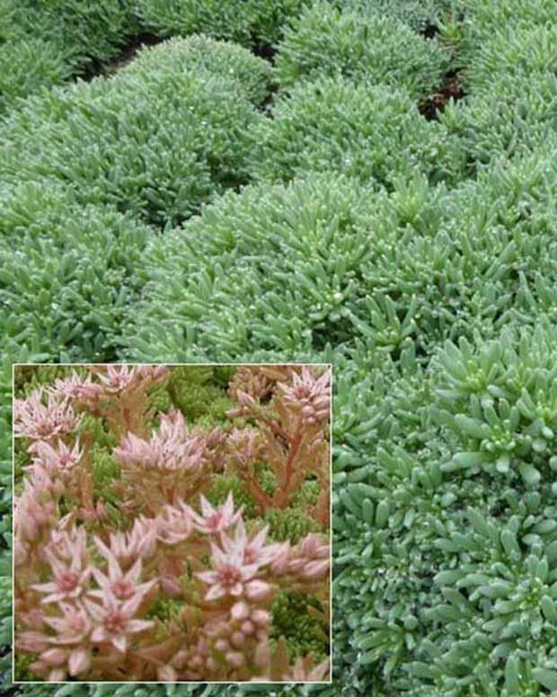 Spanisches Knabenkraut Blaugrüne Spanische Sedum PetroSedums ochroleucum (x3)