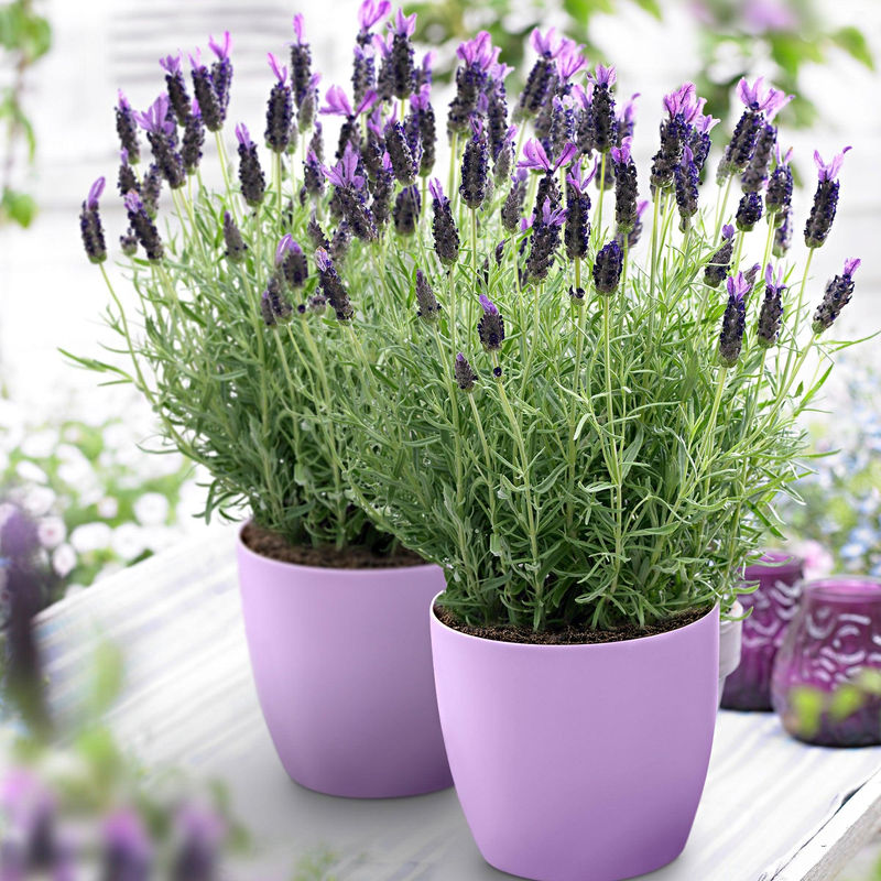 Lavendel 'Anouk'