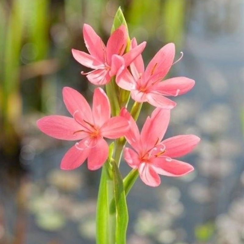 Sumpfgladiole 'Mrs Hegarty'