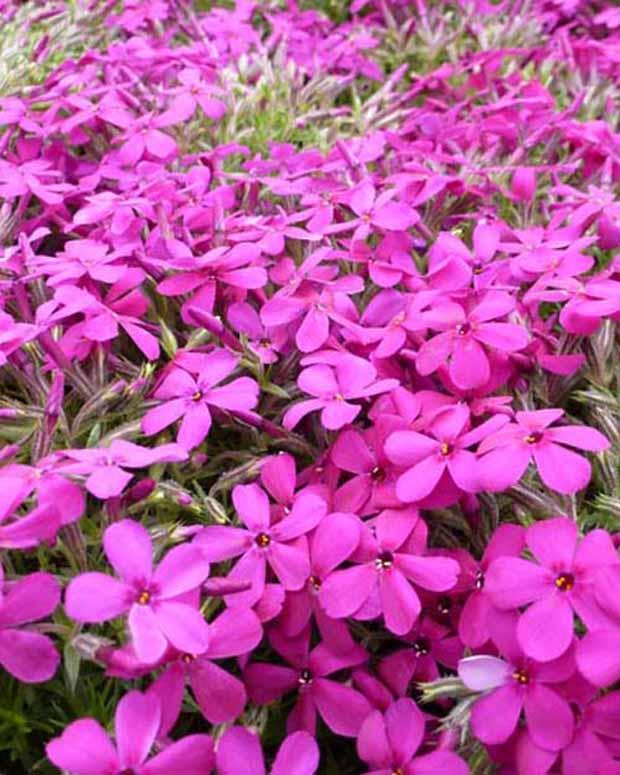 Douglas-Zwergphlox Crackerjack (x3)