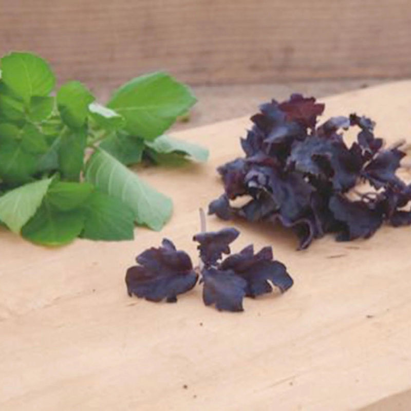 Basilikum 'Purple Ruffles'